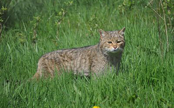 Foto von einer Wildkatze im Gras