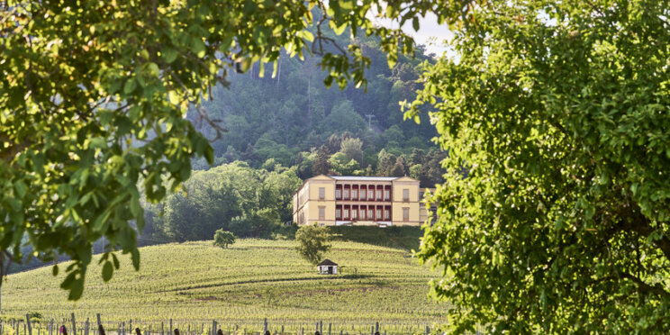 Blick durch zwei grüne Bäume hindurch auf einen Hügel mit Weinbergen, oben ein Schloss